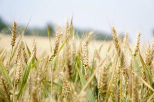 Stock image of wheat in a field