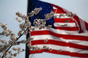 Stock image of a cherry blossom and US flag
